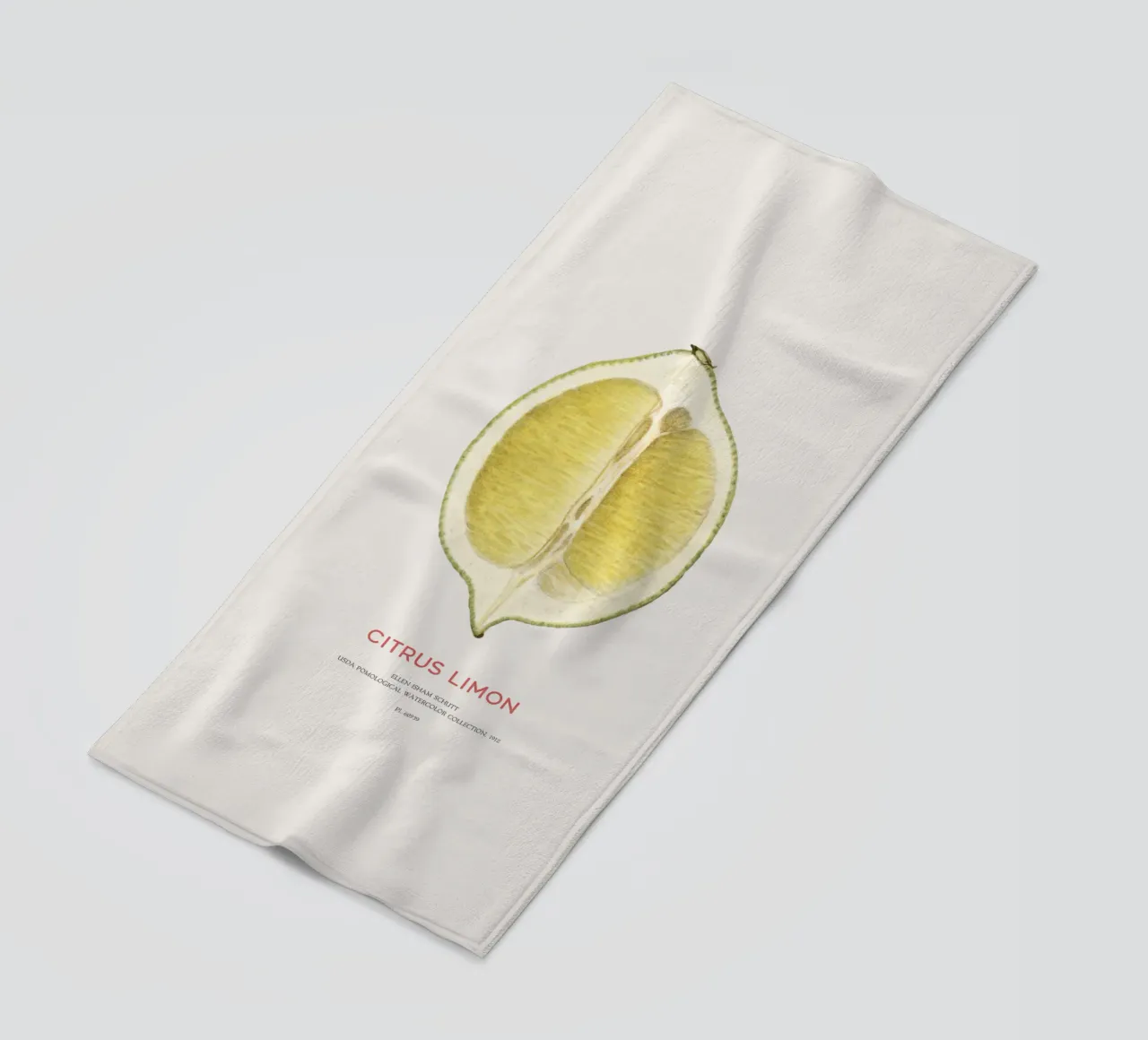 Zitrone oder Citrus limon Strandtuch von Vintagrafica