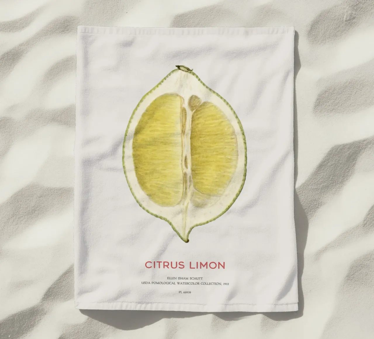 Zitrone oder Citrus limon Strandtuch von Vintagrafica