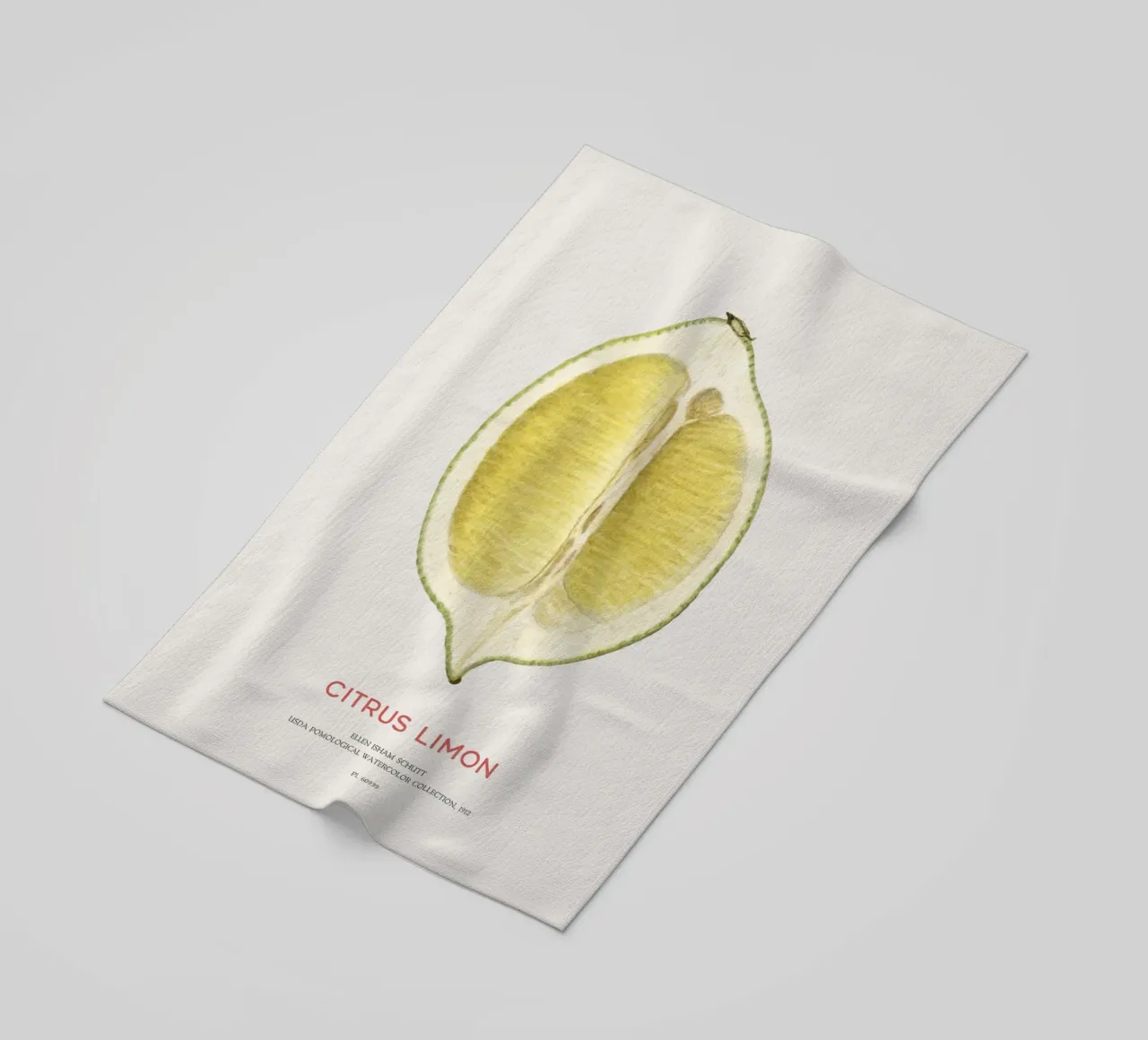 Zitrone oder Citrus limon Strandtuch von Vintagrafica