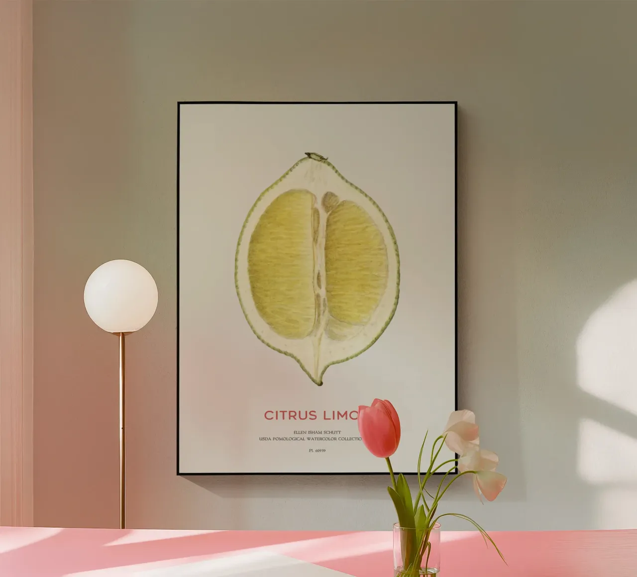Zitrone oder Citrus limon Acryl-Glas von Vintagrafica