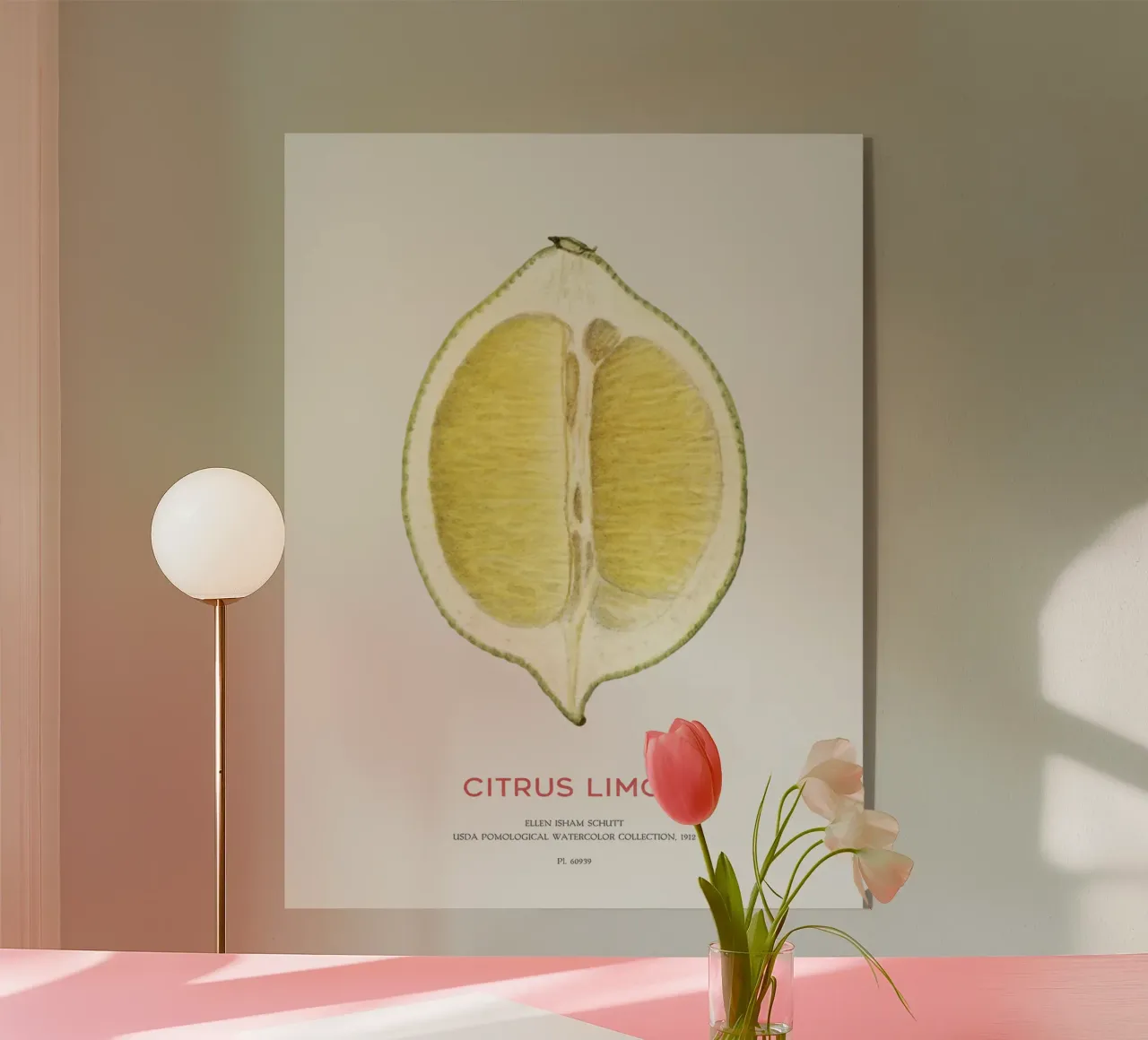 Zitrone oder Citrus limon Acryl-Glas von Vintagrafica