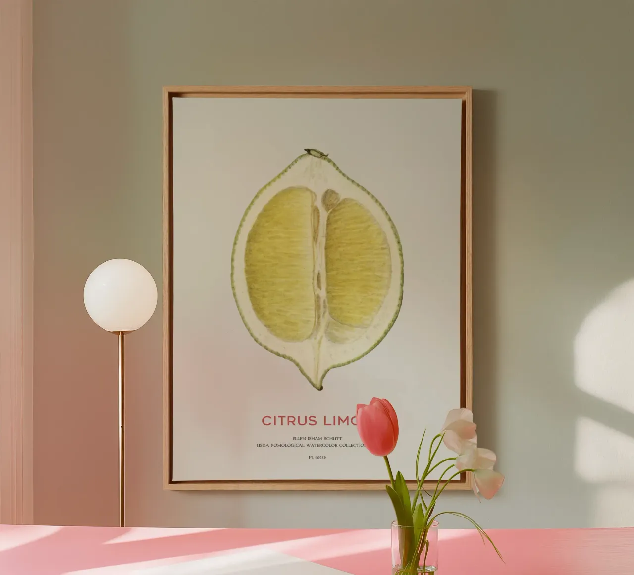 Zitrone oder Citrus limon Leinwand von Vintagrafica