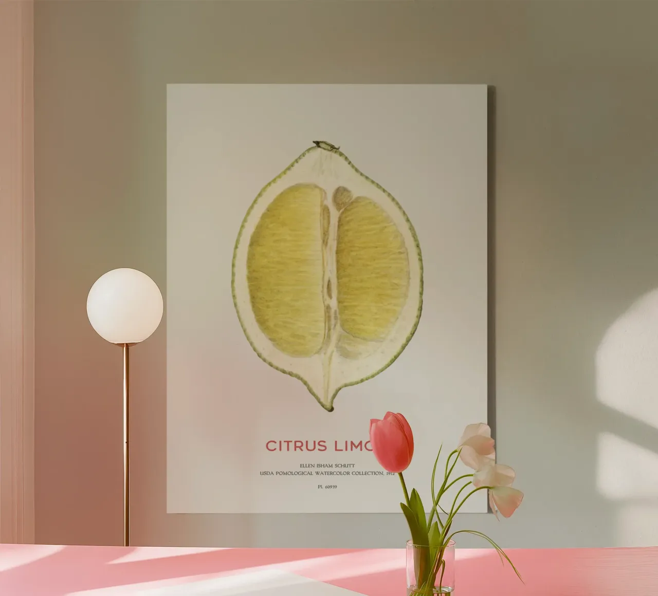 Zitrone oder Citrus limon Leinwand von Vintagrafica