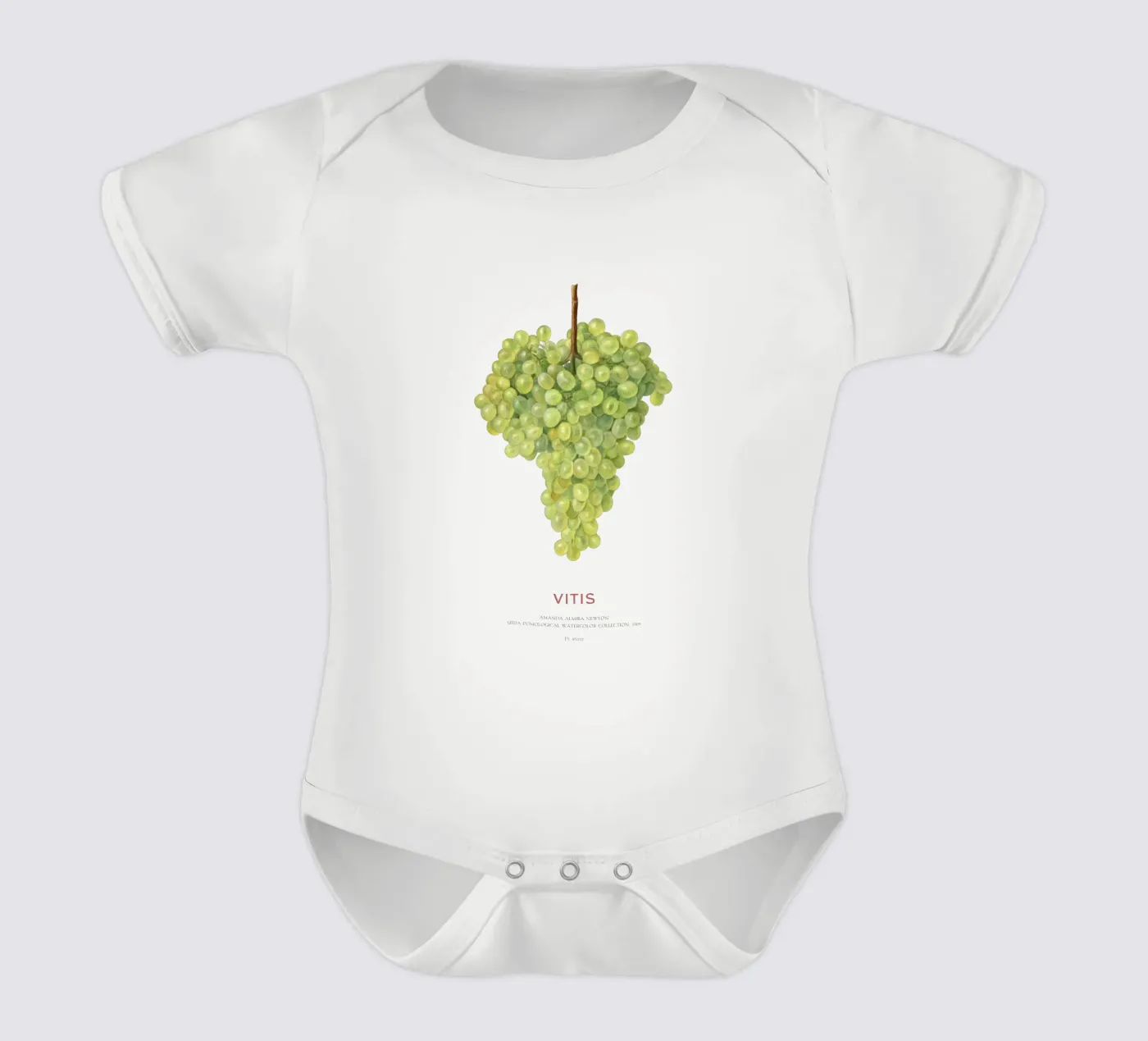Grape or Vitis body bébé de Vintagrafica