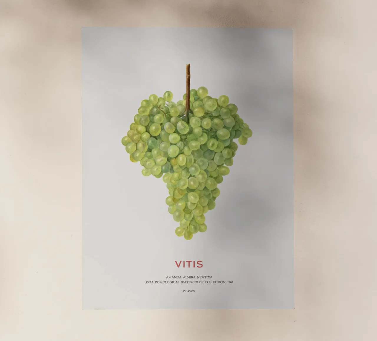 Uva o Vitis pellicola backlit da Vintagrafica