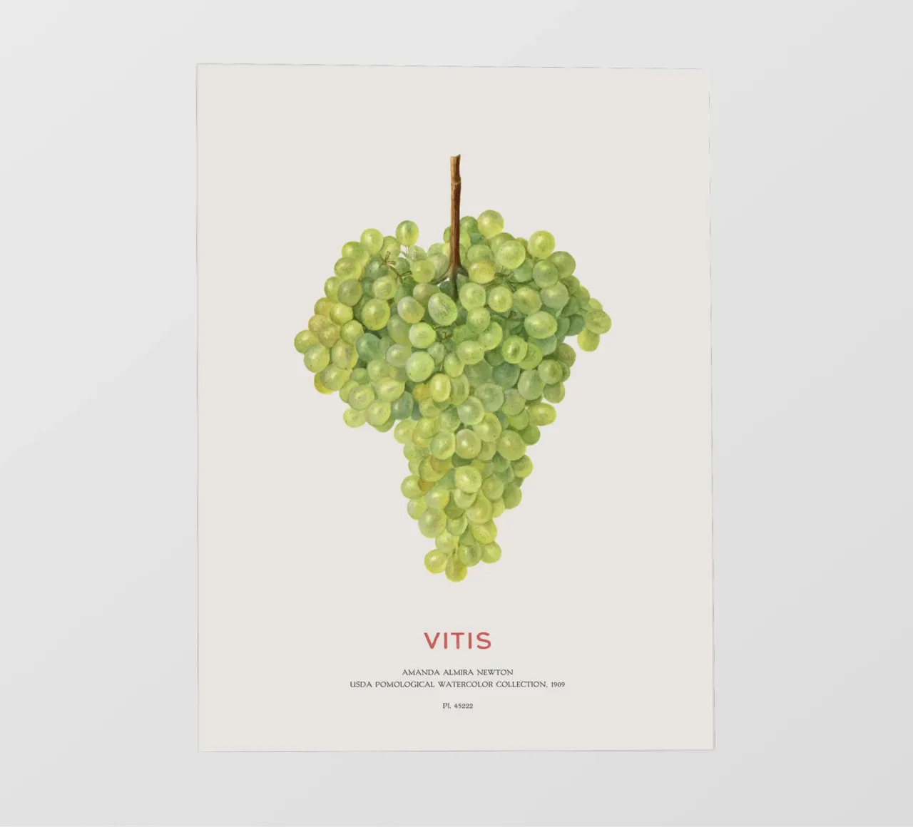 Uva o Vitis pellicola backlit da Vintagrafica