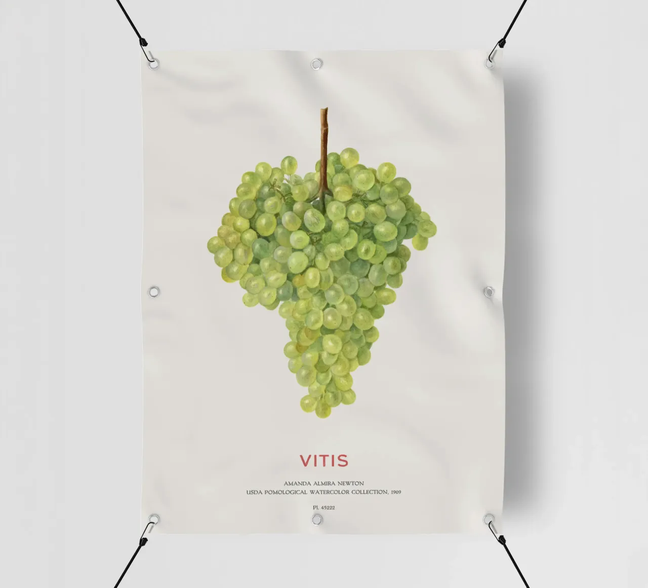 Uva o Vitis telo in pvc da Vintagrafica