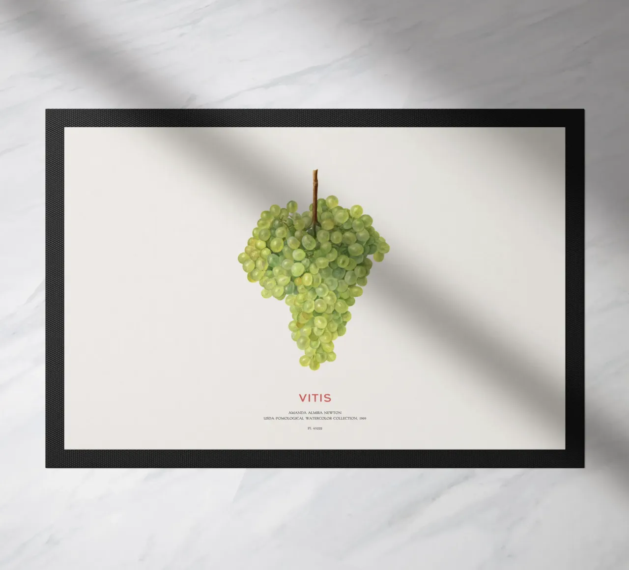 Uva o Vitis zerbino da Vintagrafica