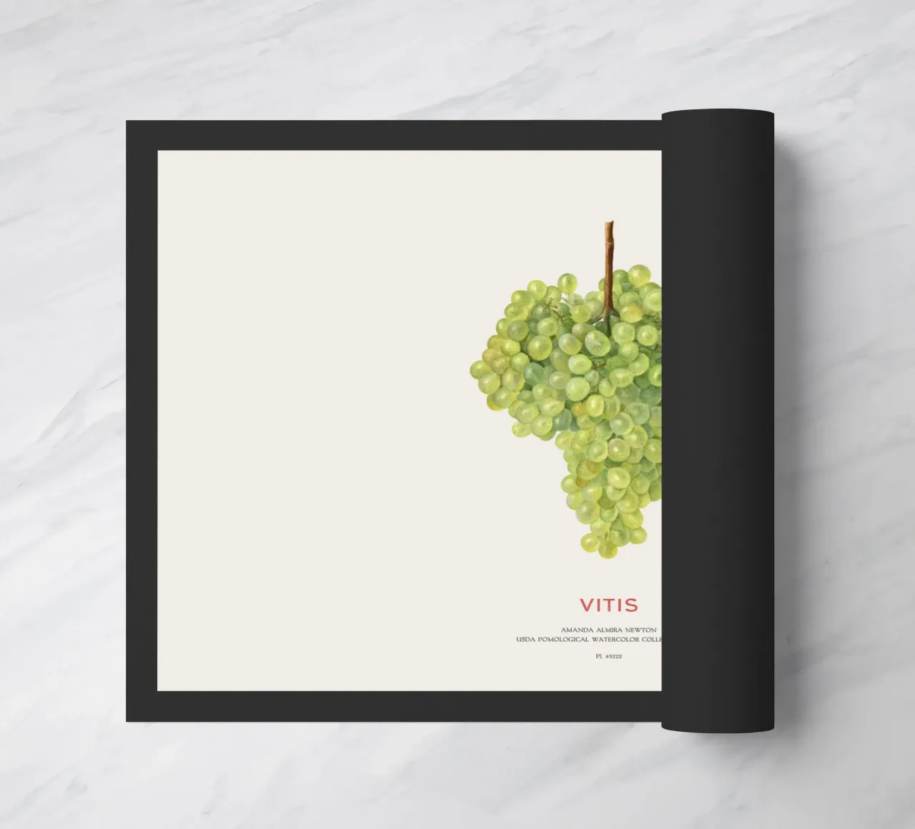 Raisin ou Vitis paillasson de Vintagrafica