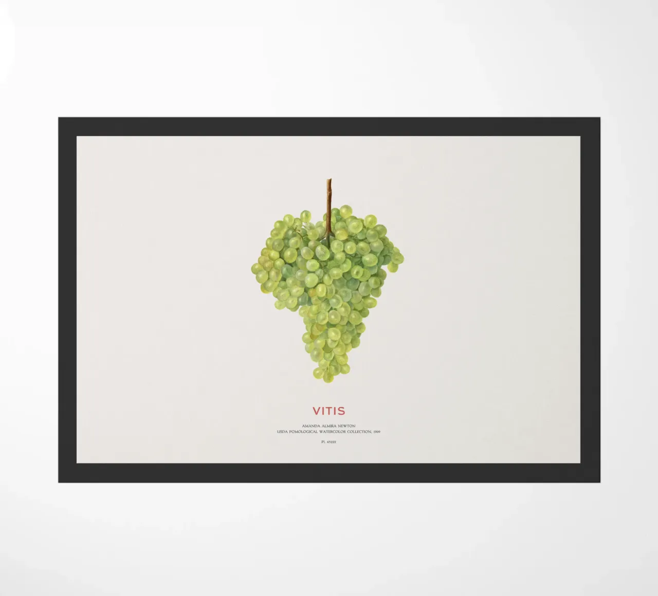 Uva o Vitis zerbino da Vintagrafica