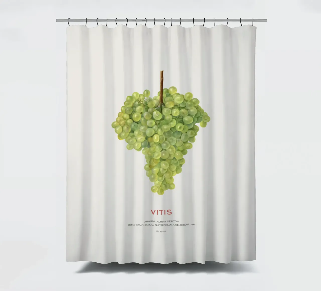 Weintraube oder Vitis Duschvorhang von Vintagrafica