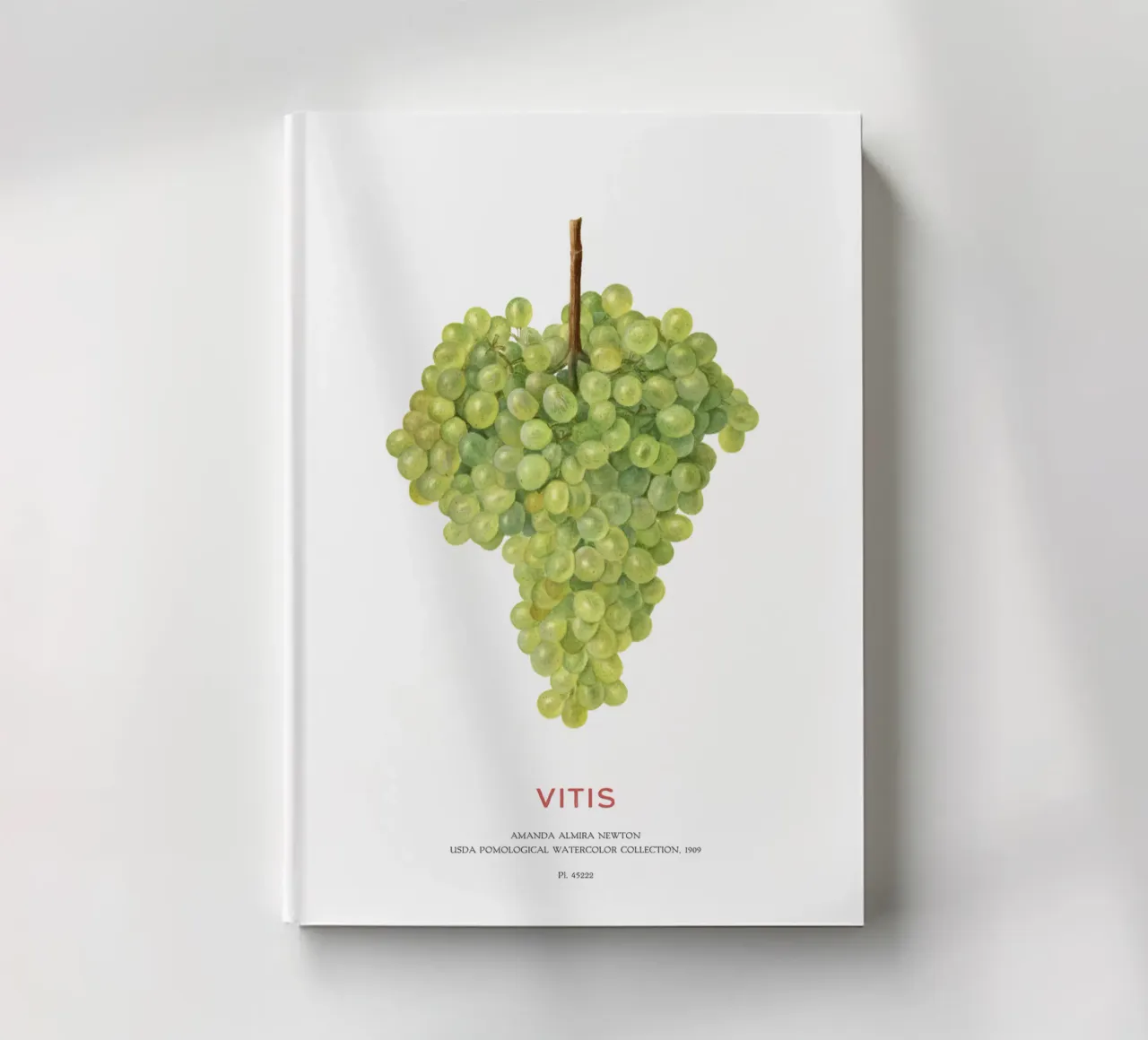 Uva o Vitis diario da Vintagrafica