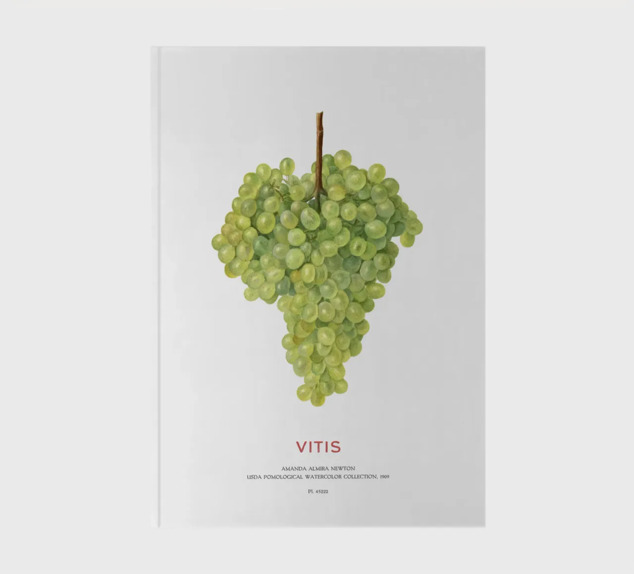 Weintraube oder Vitis Notizbuch von Vintagrafica