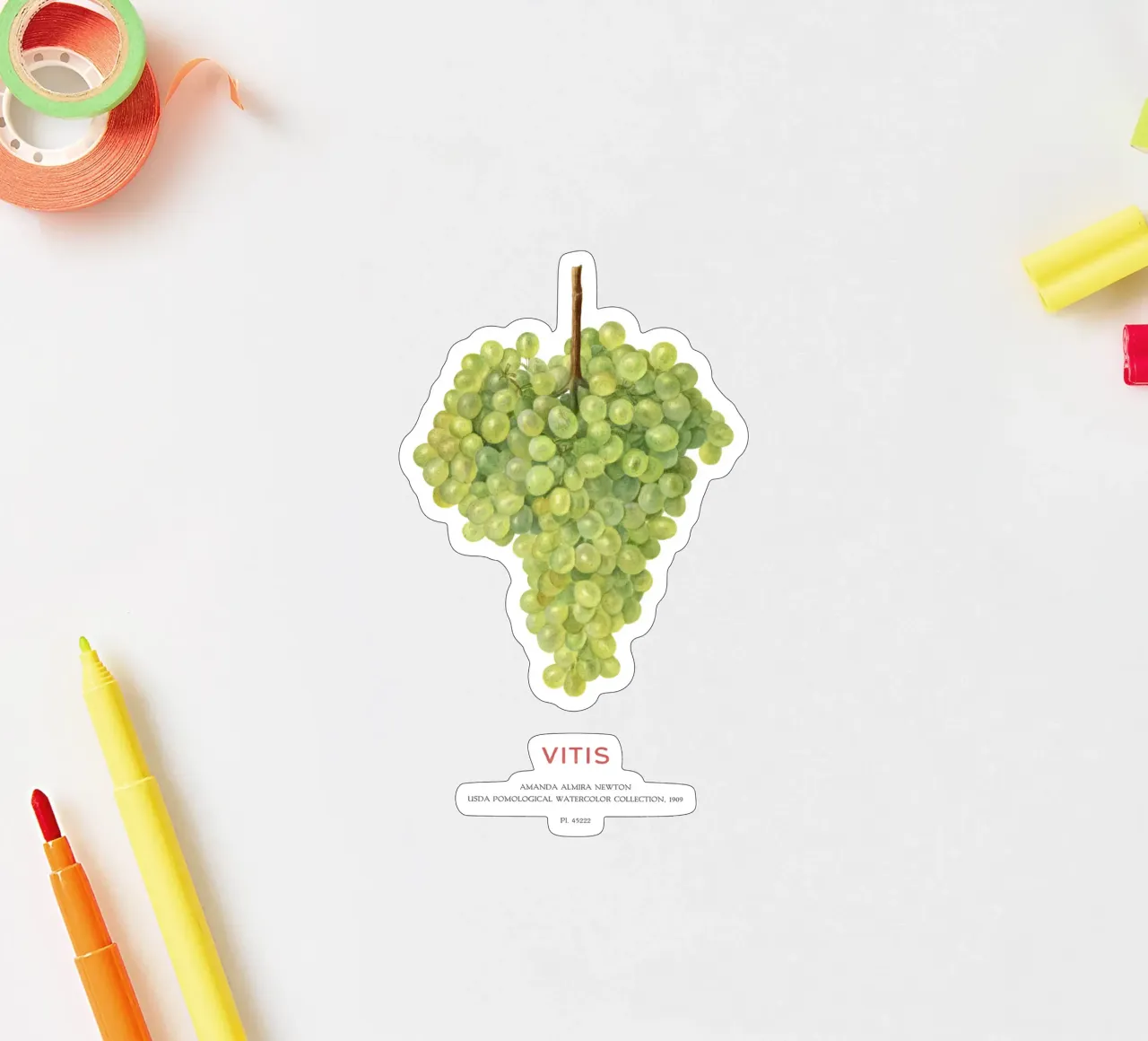 Uva o Vitis adesivo da Vintagrafica