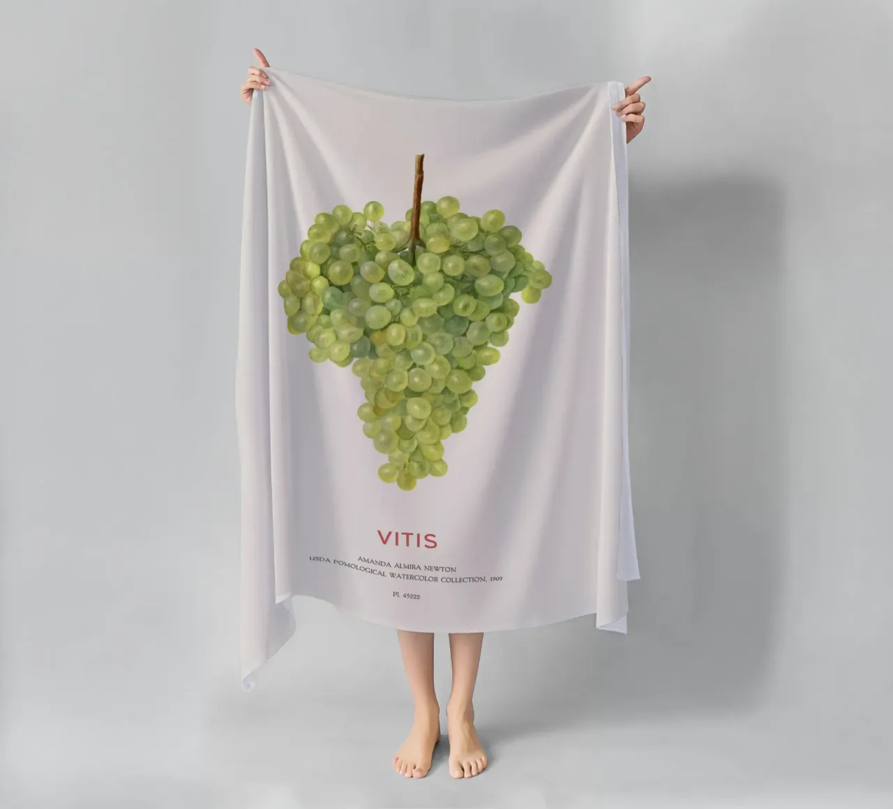 Uva o Vitis telo mare da Vintagrafica