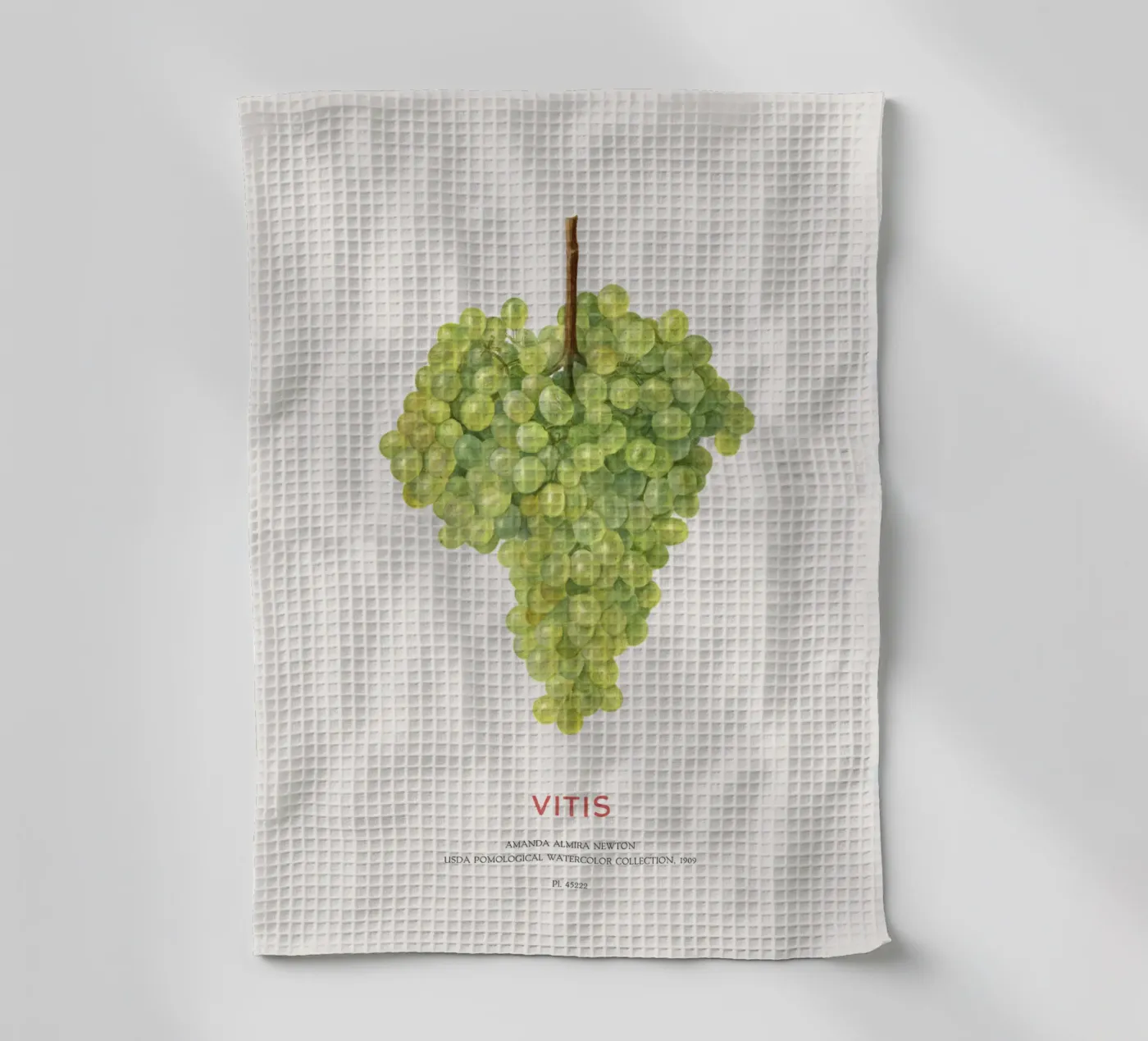 Grape or Vitis Geschirrtuch von Vintagrafica