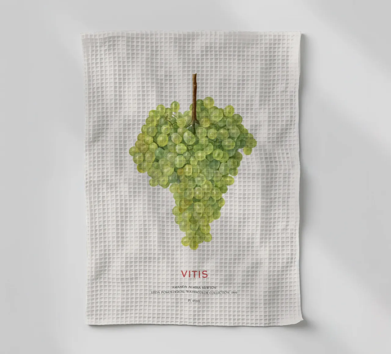 Uva o Vitis canovaccio da cucina da Vintagrafica