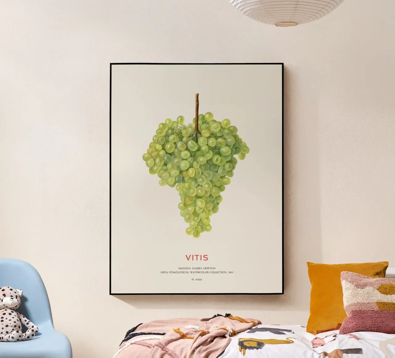 Uva o Vitis plexiglass da Vintagrafica