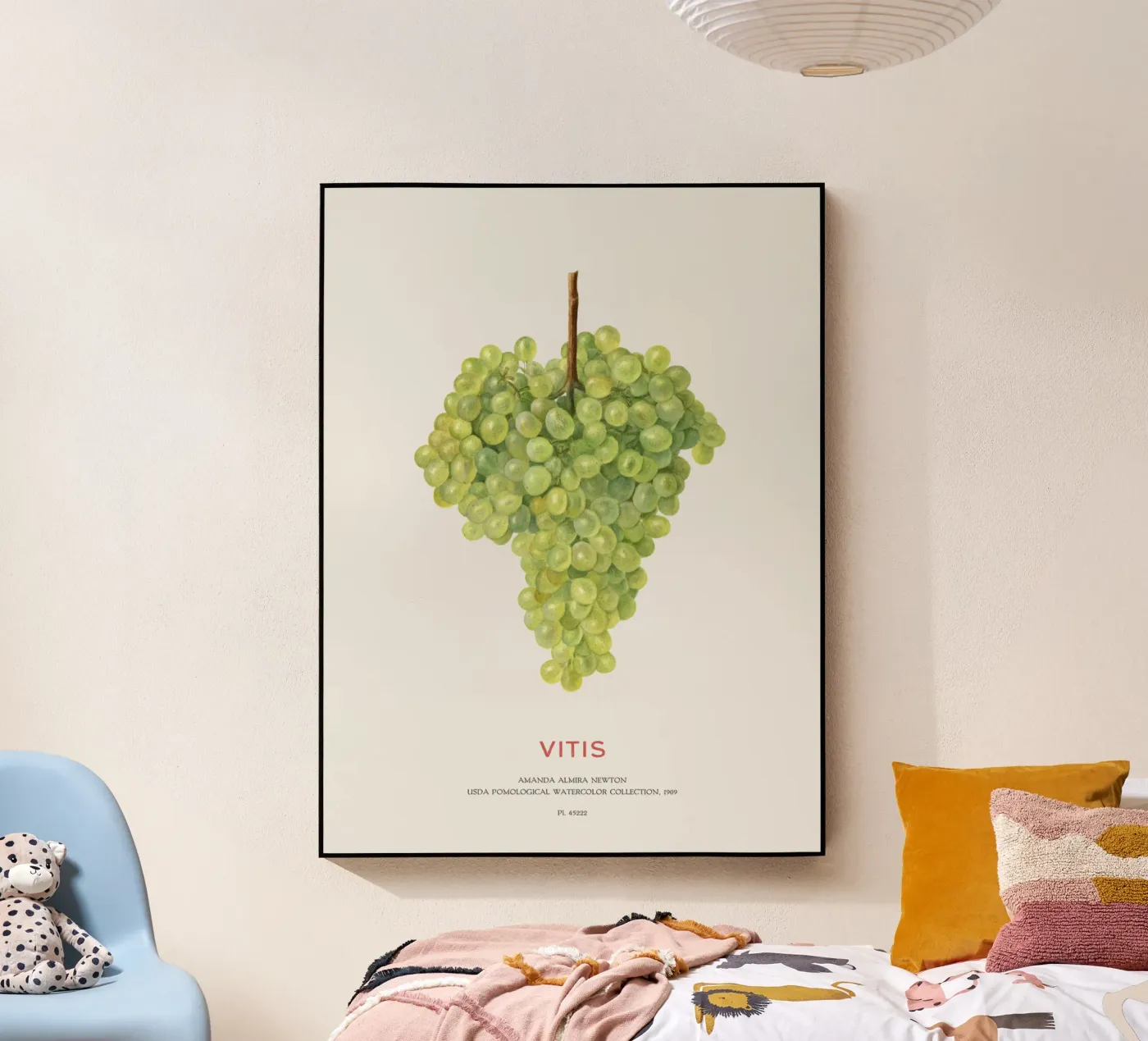 Uva o Vitis plexiglass da Vintagrafica