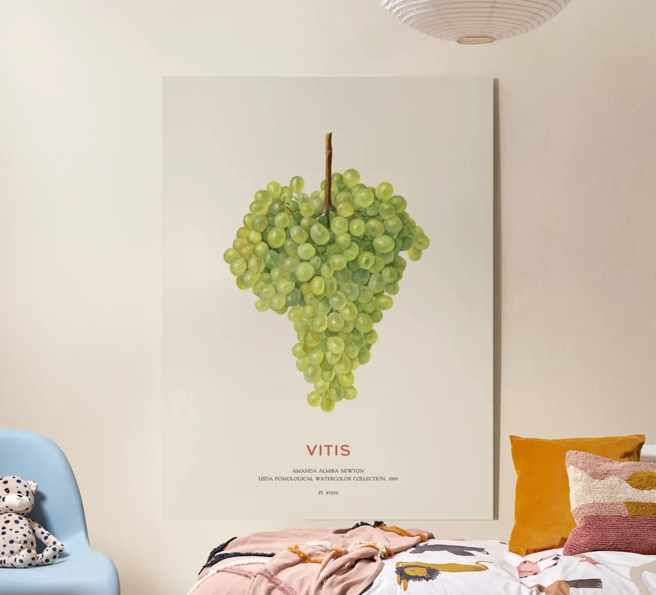 Uva o Vitis plexiglass da Vintagrafica