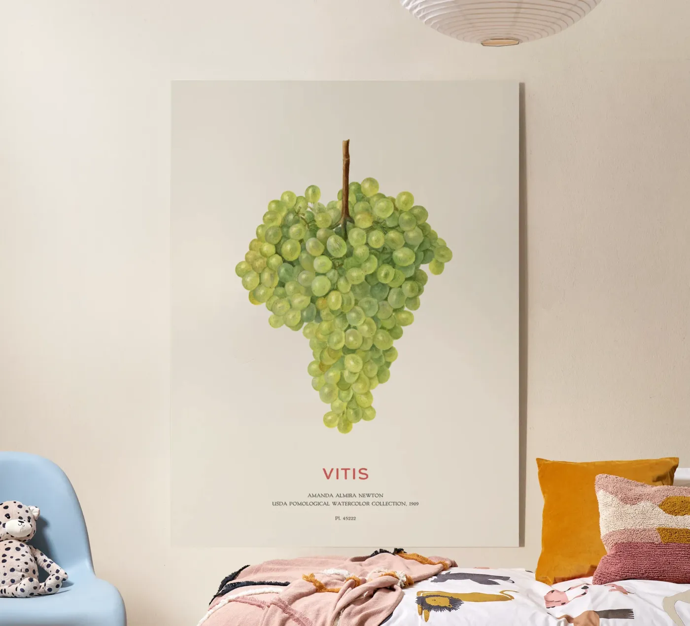 Uva o Vitis plexiglass da Vintagrafica