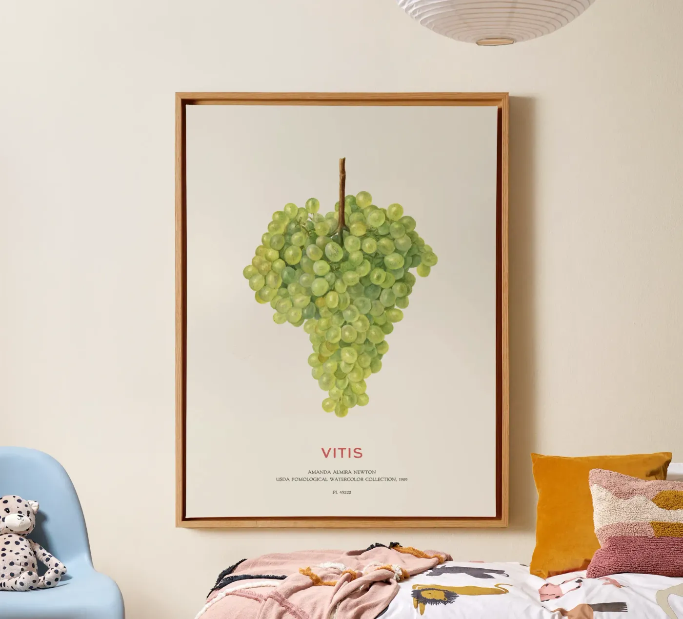 Grape or Vitis tela da Vintagrafica