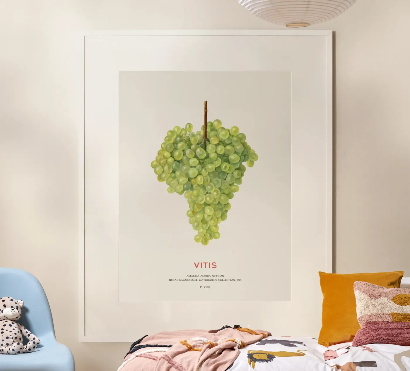 Weintraube oder Vitis Poster von Vintagrafica