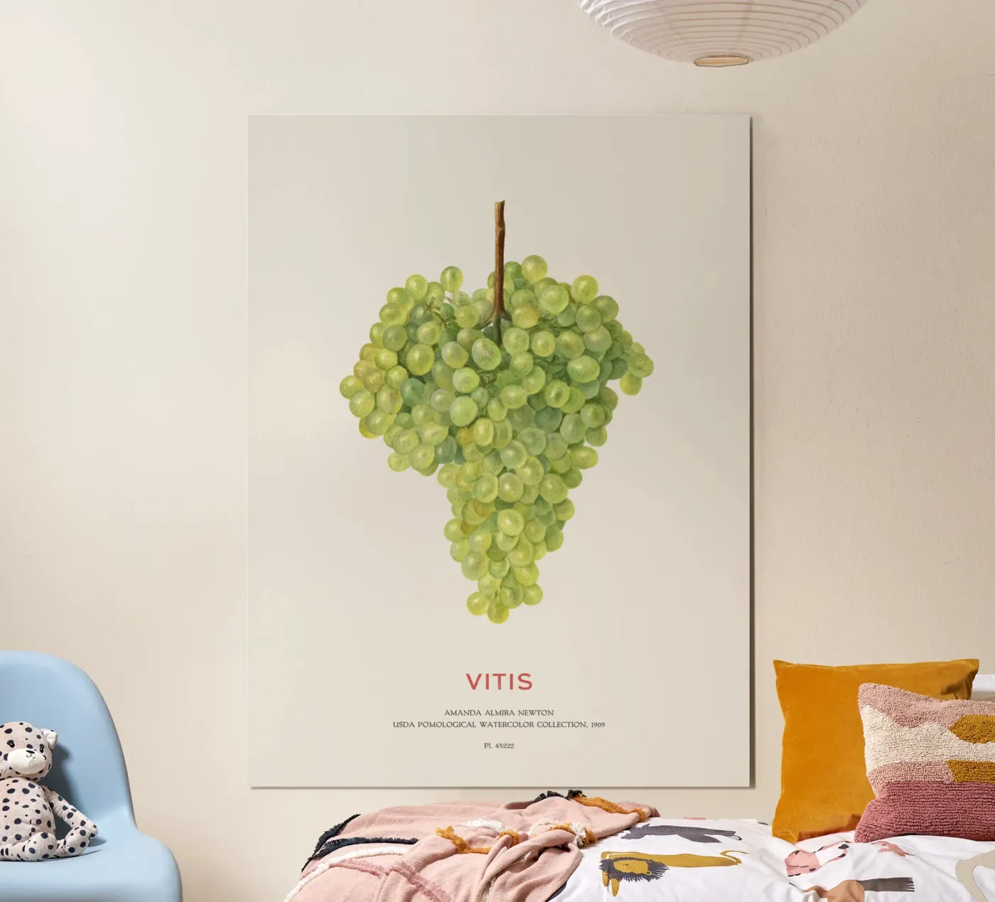 Weintraube oder Vitis Poster von Vintagrafica