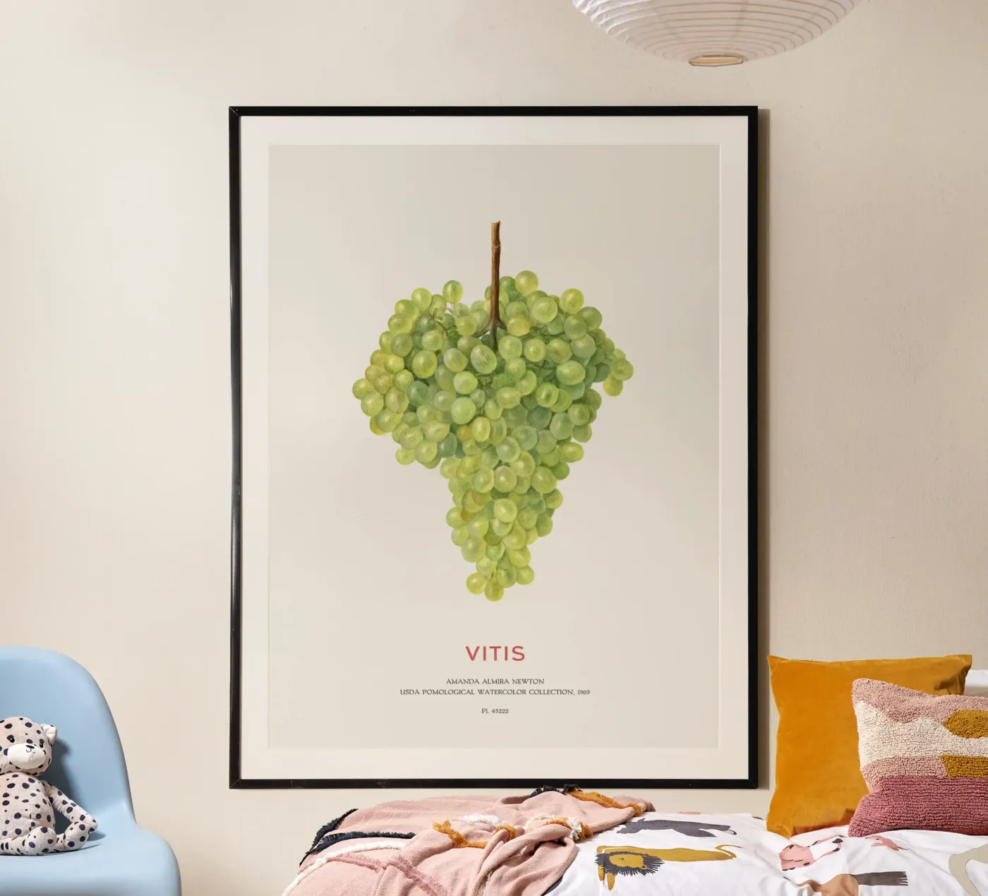 Weintraube oder Vitis Poster von Vintagrafica