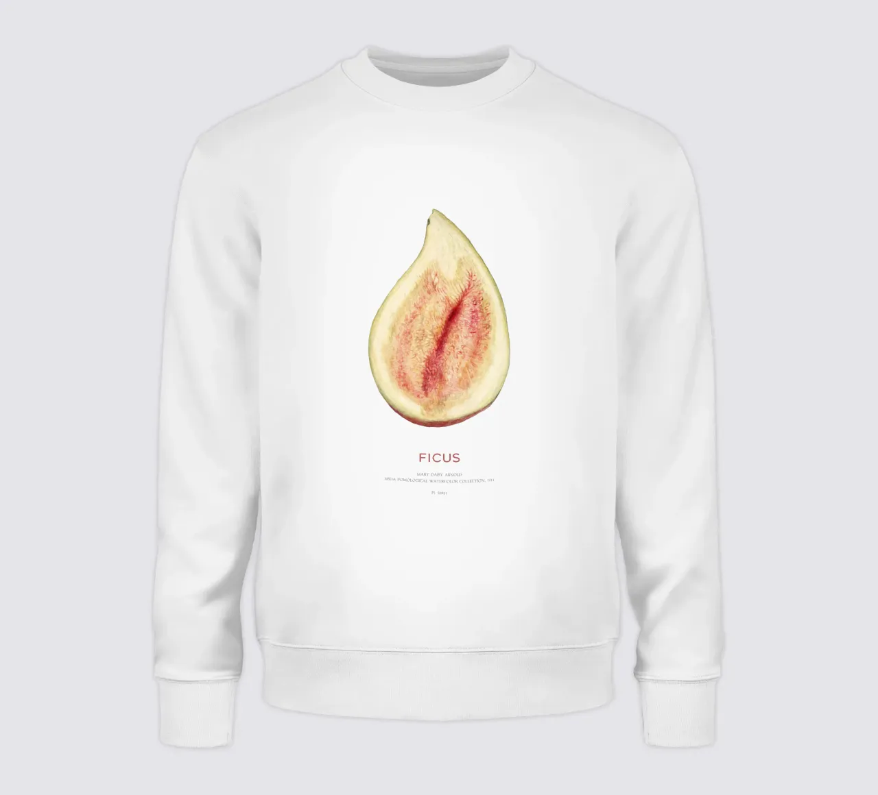 Fico o Ficus felpa da Vintagrafica