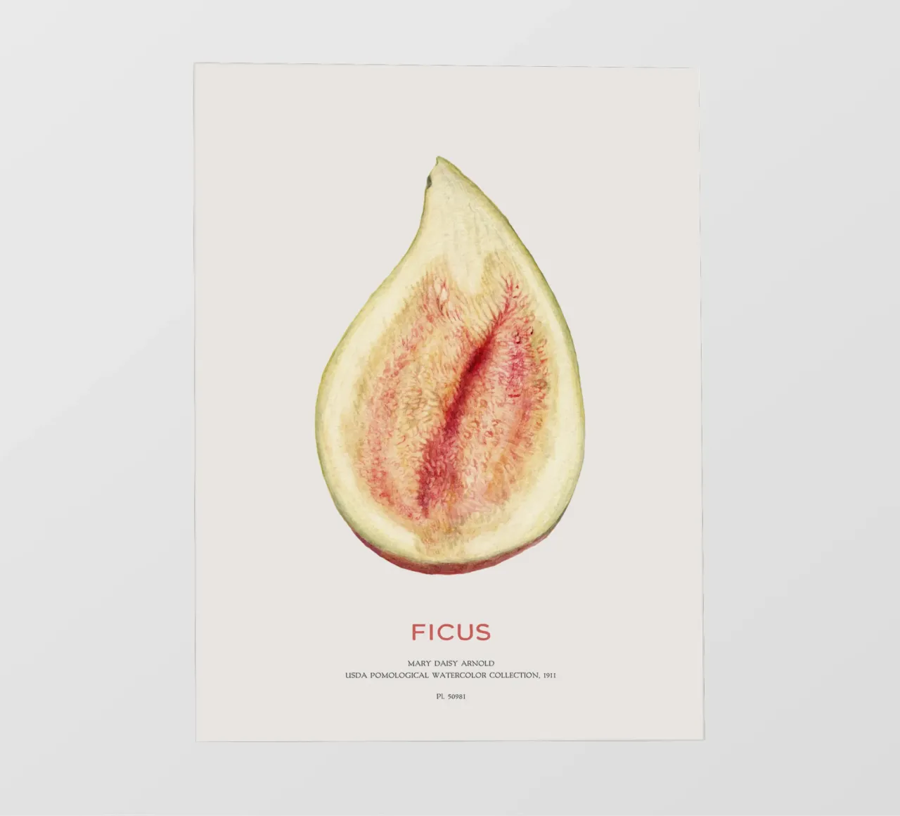 Fico o Ficus telo in pvc da Vintagrafica