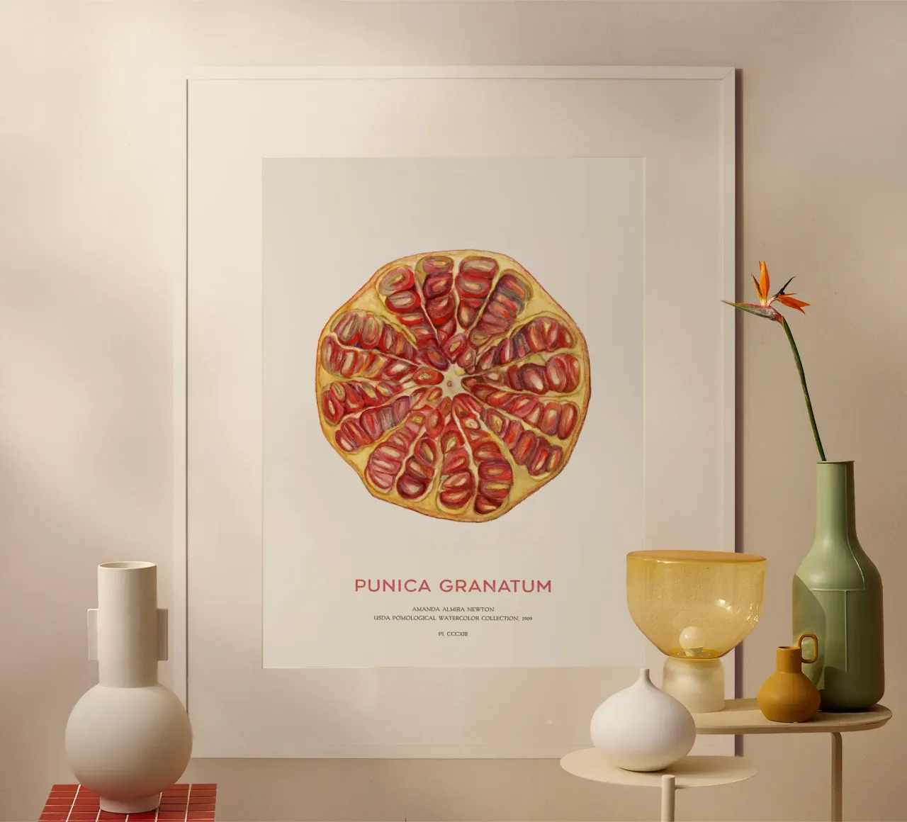 Granatapfelfrucht oder Punica granatum Poster von Vintagrafica