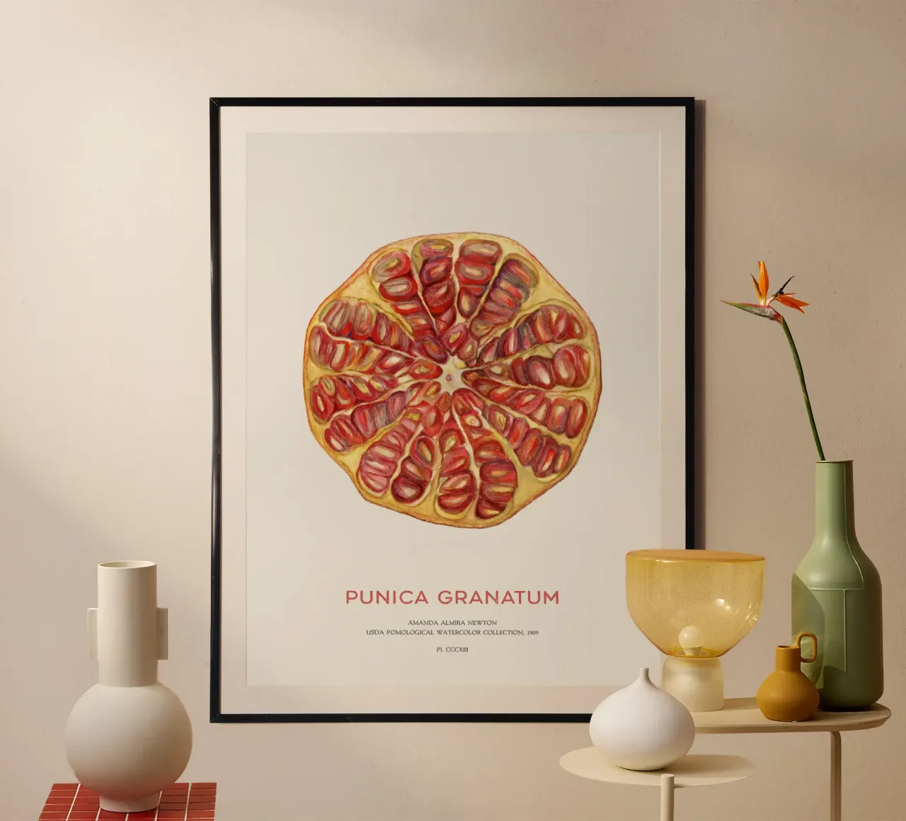 Granatapfelfrucht oder Punica granatum Poster von Vintagrafica