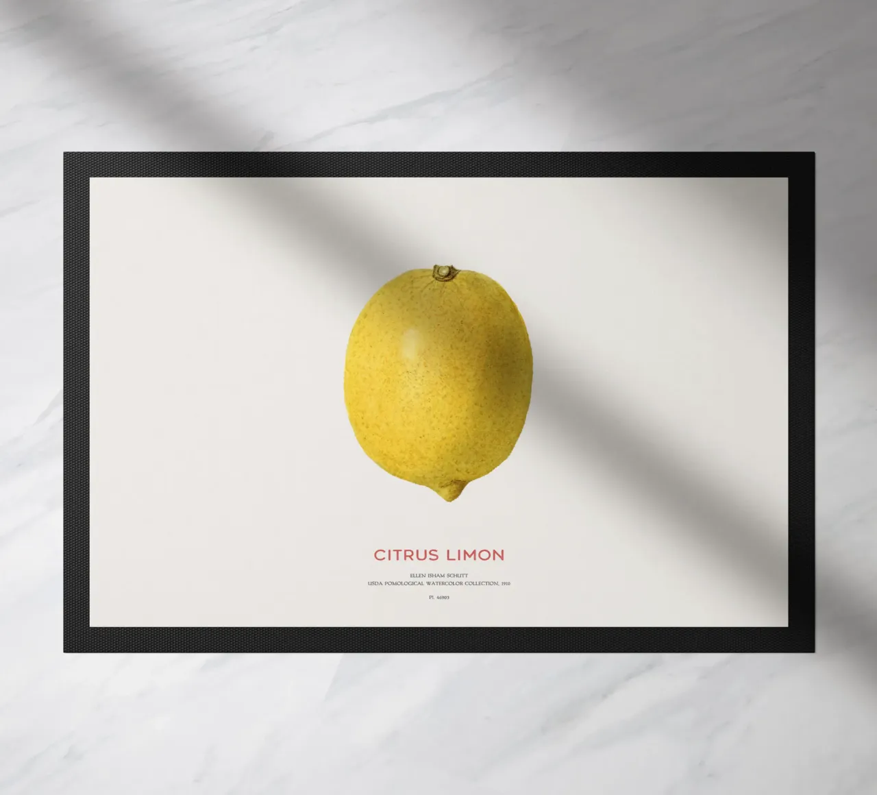 Citrus limon o Limone zerbino da Vintagrafica