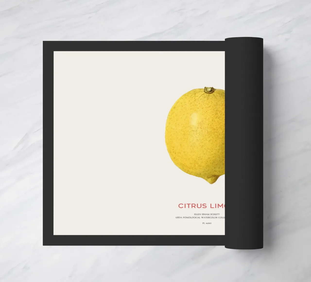Citrus limon o Limone zerbino da Vintagrafica