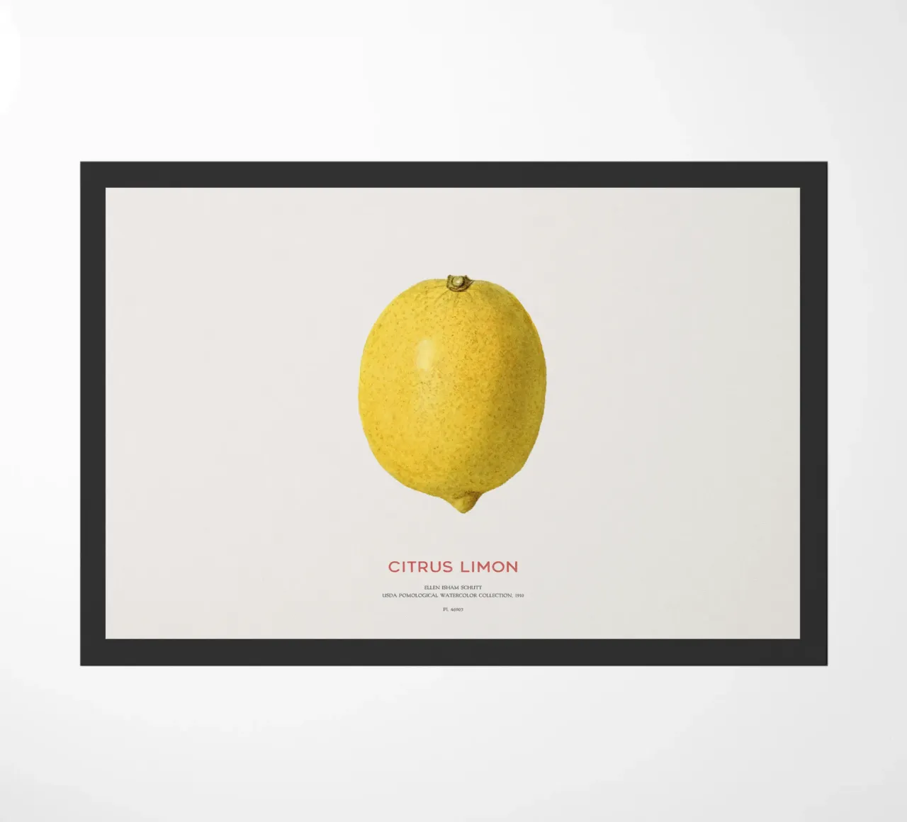 Citrus limon o Limone zerbino da Vintagrafica