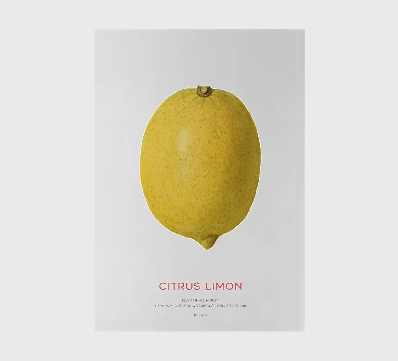 Citrus limon or Lemon fruit notebook by Vintagrafica