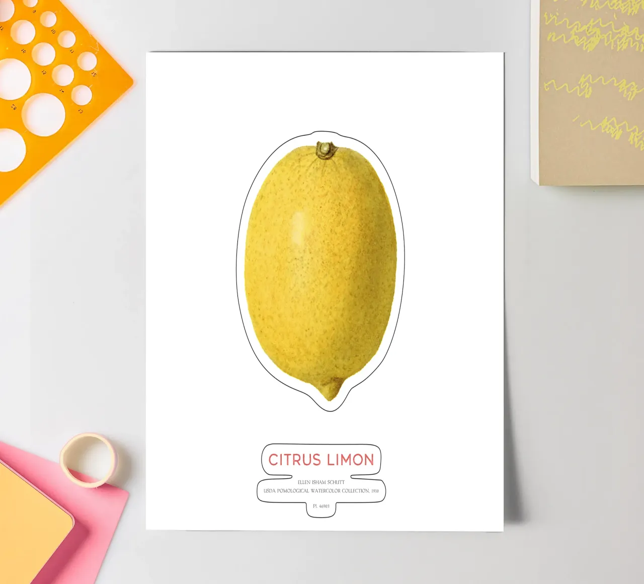 Citrus limon oder Zitronenfrucht Stickerbogen von Vintagrafica