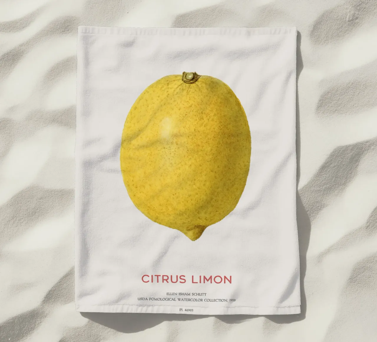 Citrus limon o Limone telo mare da Vintagrafica