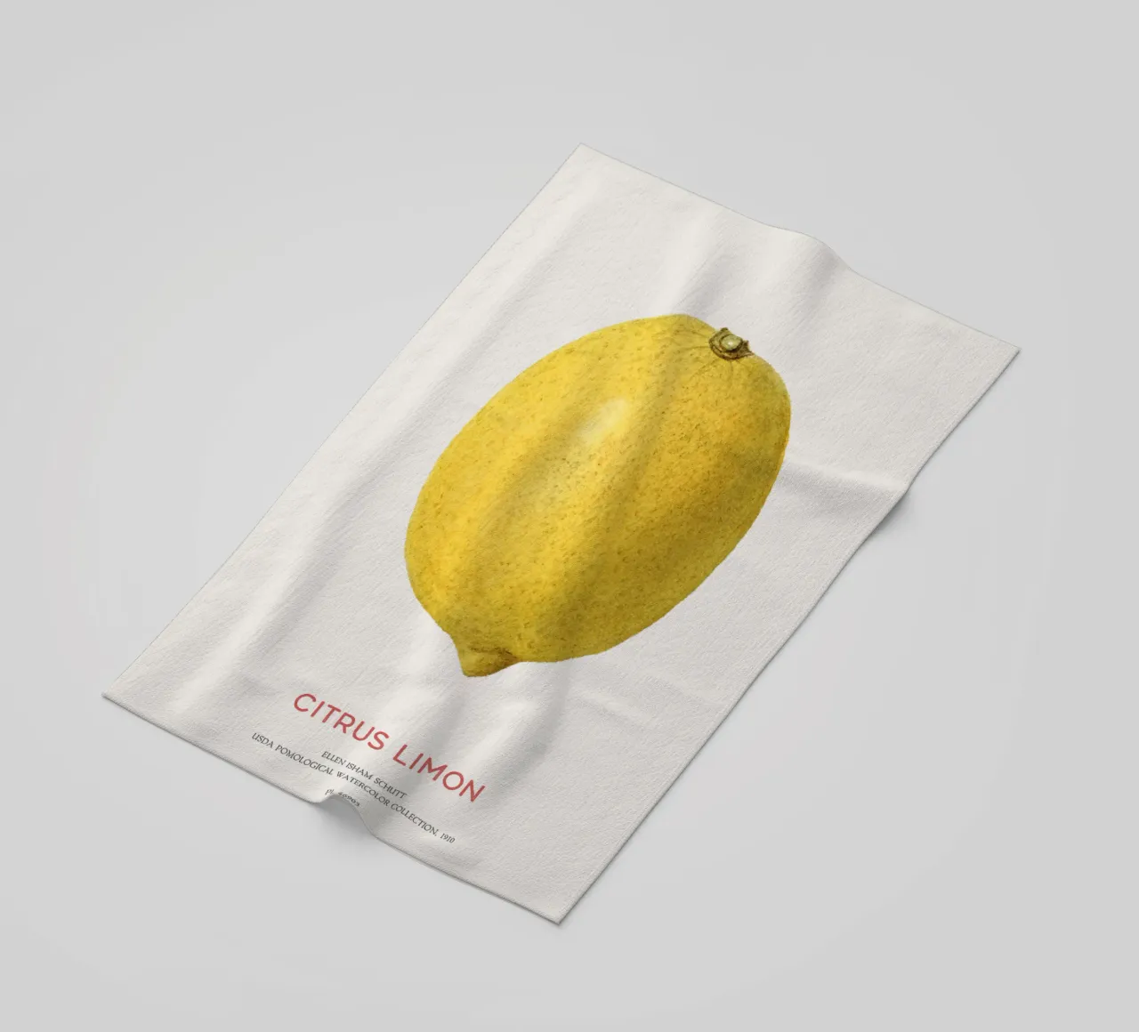 Citrus limon o Limone telo mare da Vintagrafica