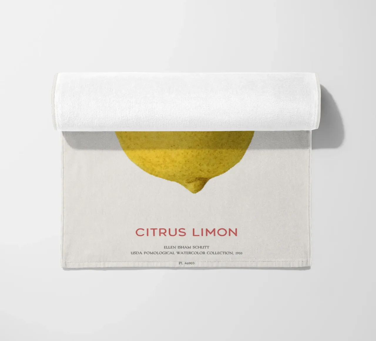 Citrus limon o Limone telo mare da Vintagrafica
