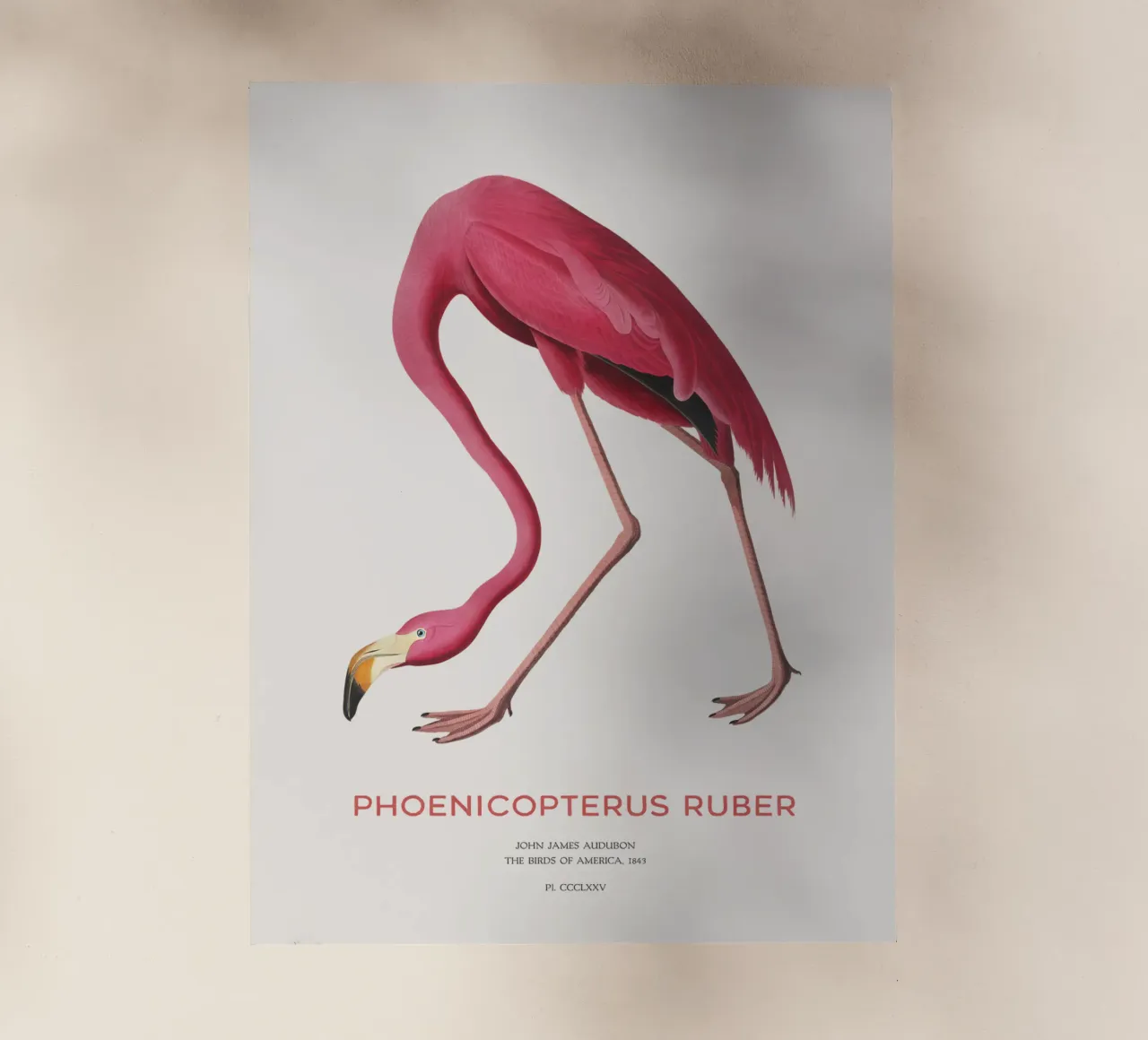 Fenicottero americano o Phoenicopterus ruber pellicola backlit da Vintagrafica