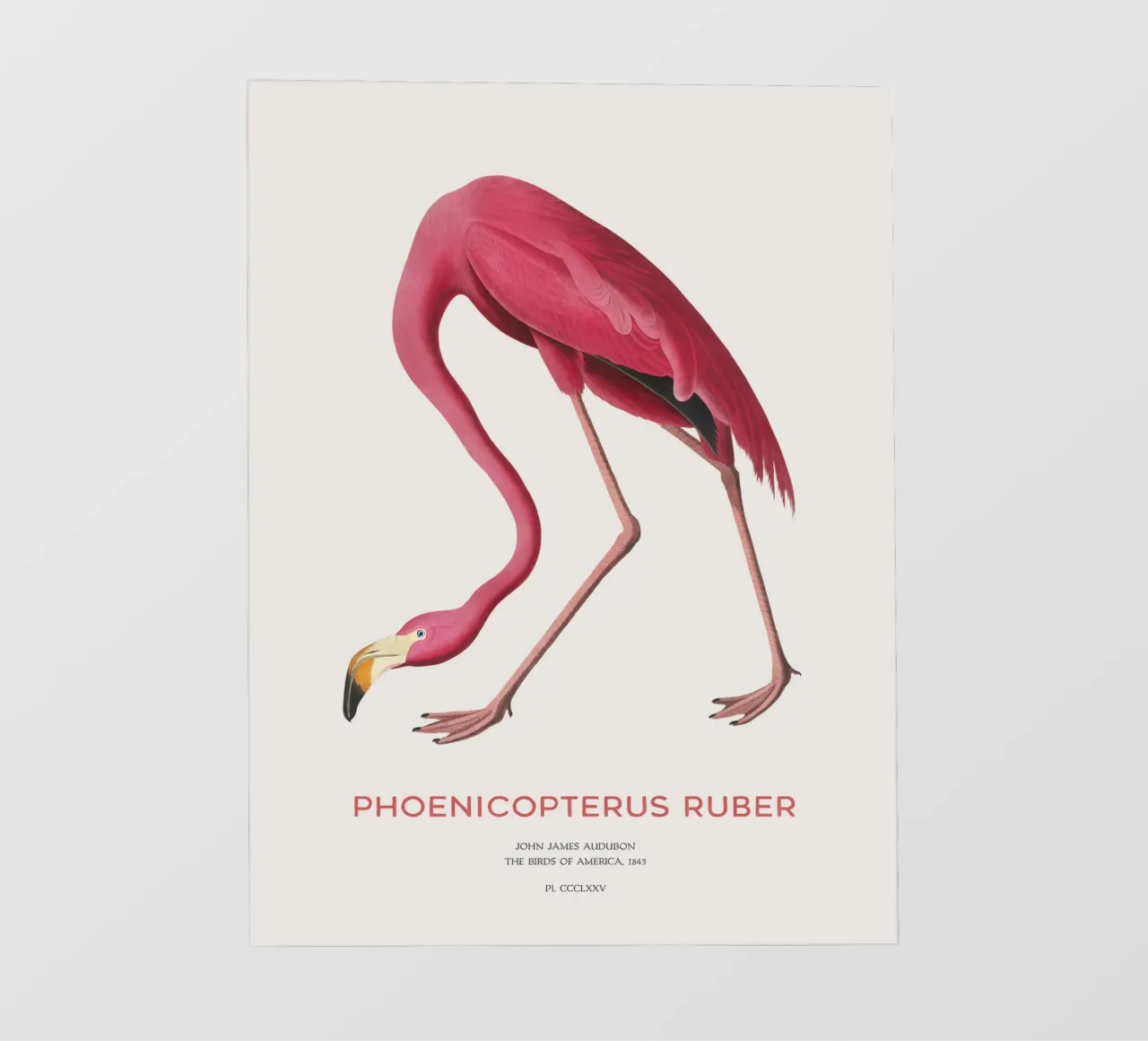 Fenicottero americano o Phoenicopterus ruber telo in pvc da Vintagrafica