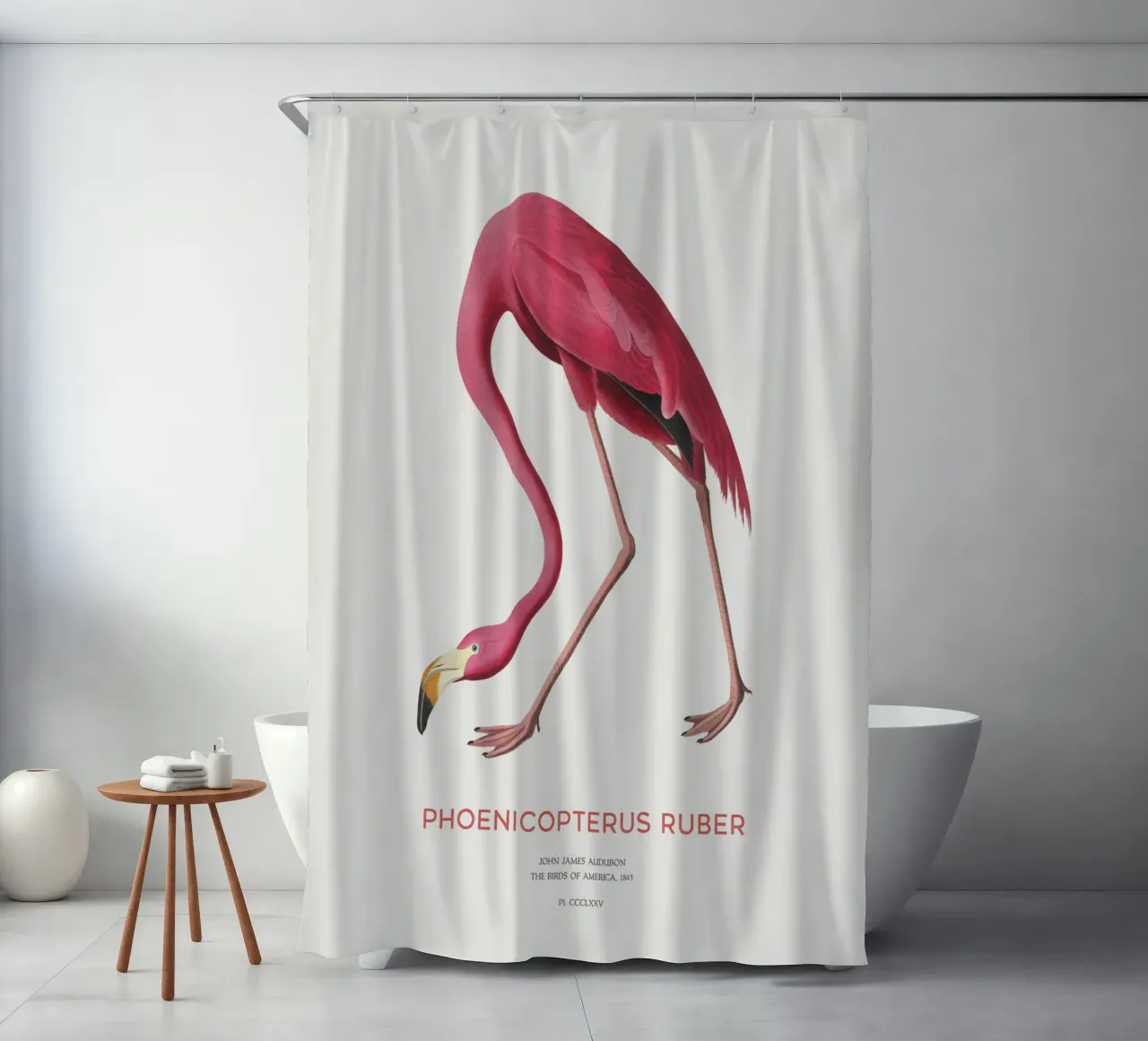 Amerikanischer Flamingo oder Phoenicopterus ruber Duschvorhang von Vintagrafica
