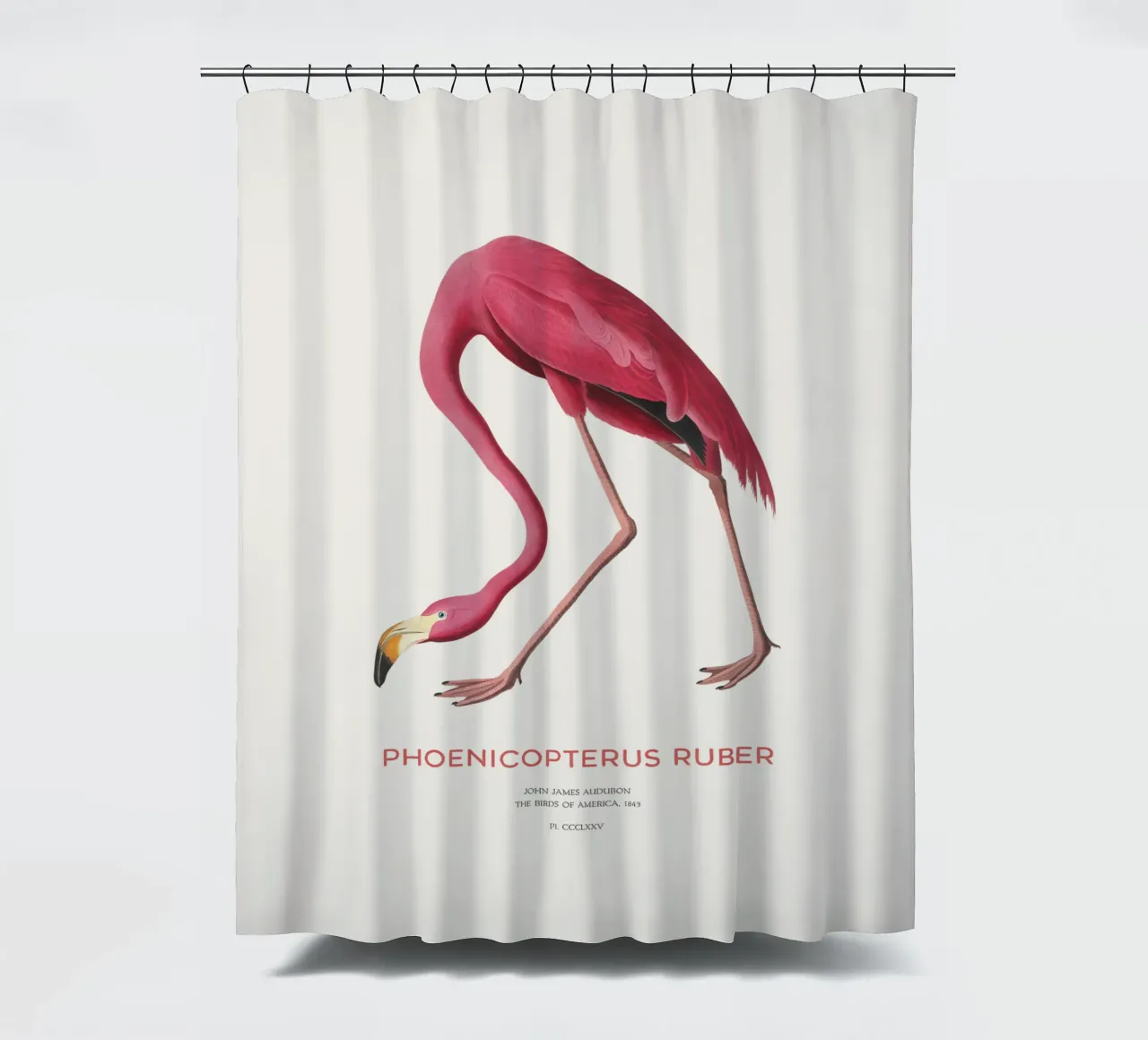Amerikanischer Flamingo oder Phoenicopterus ruber Duschvorhang von Vintagrafica