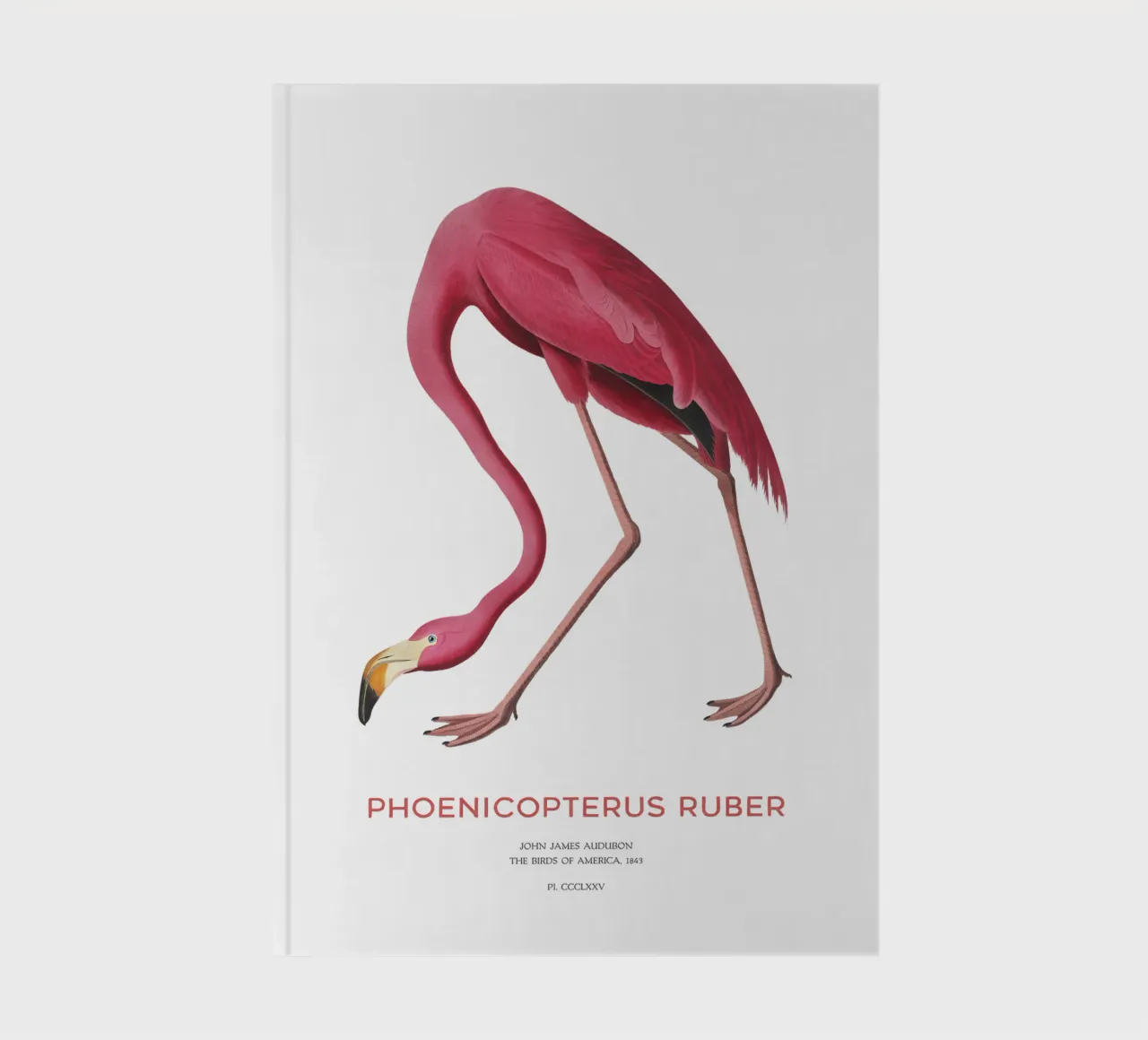 American flamingo or Phoenicopterus ruber notebook by Vintagrafica