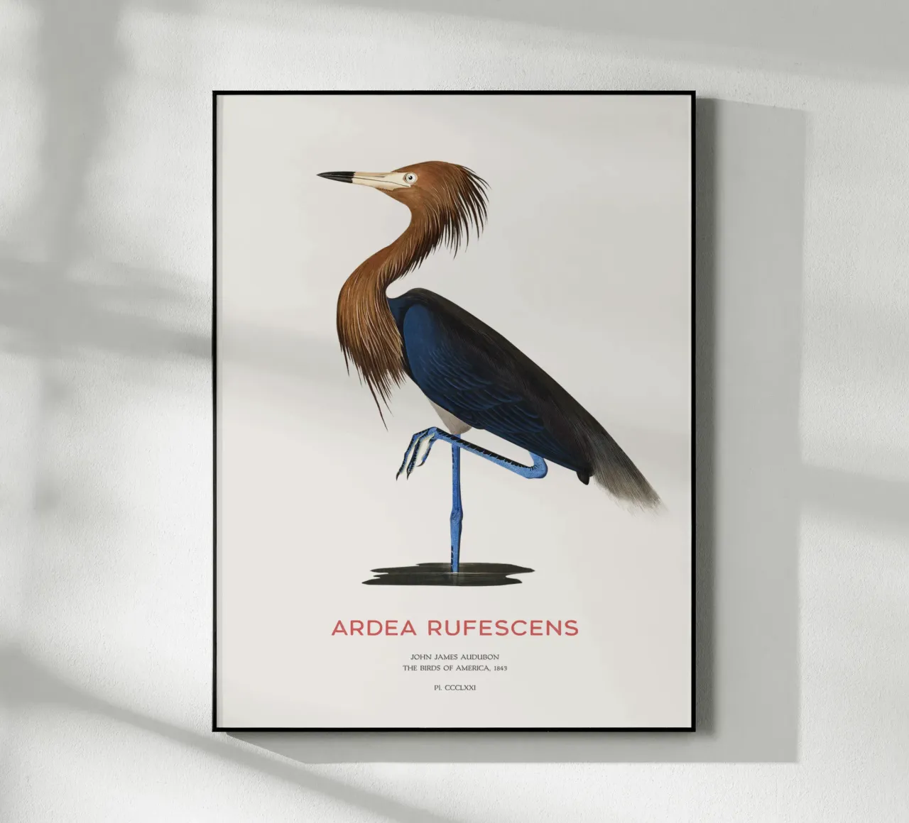 Airone rosso o Ardea rufescens plexiglass da Vintagrafica