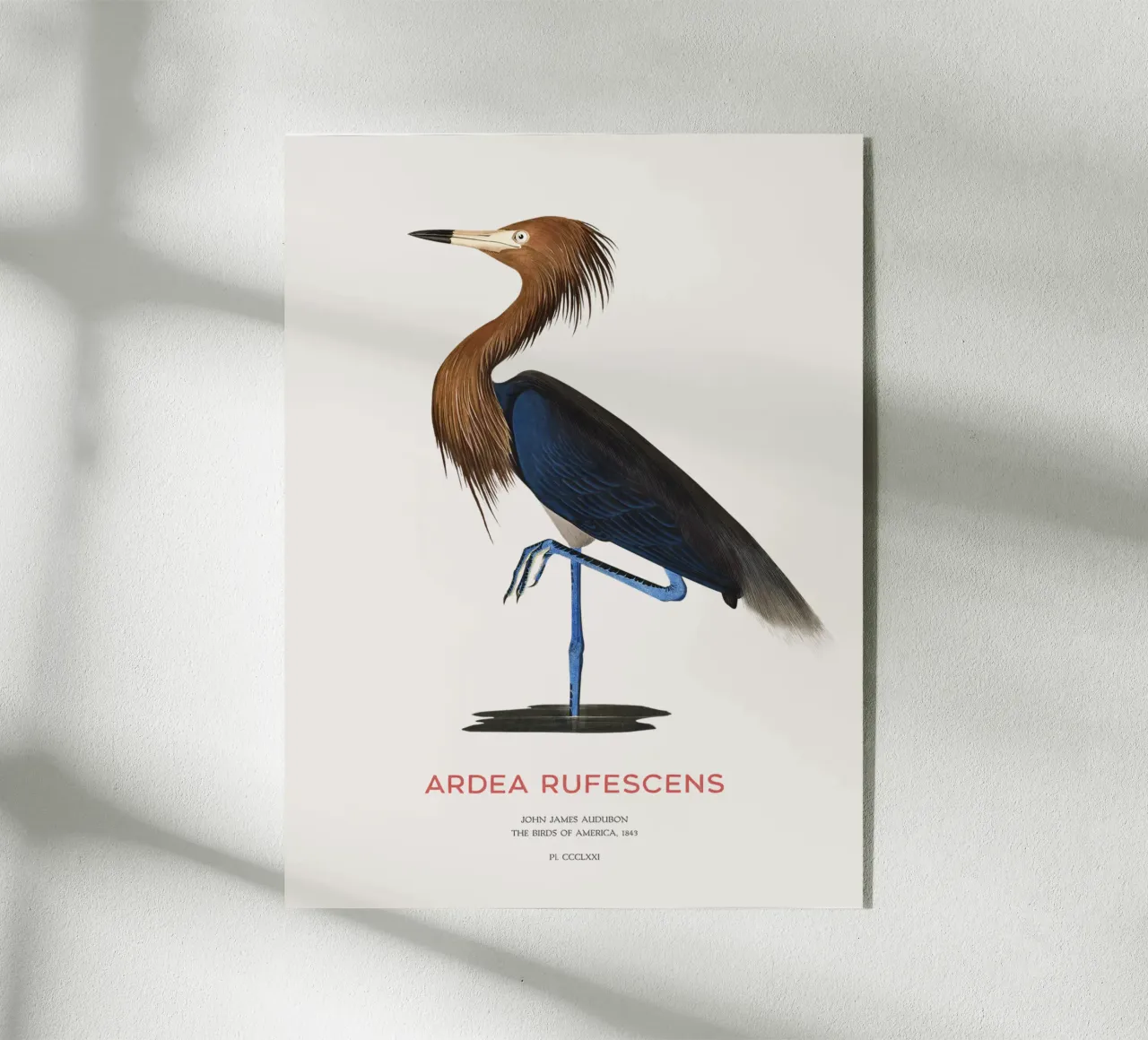 Airone rosso o Ardea rufescens plexiglass da Vintagrafica