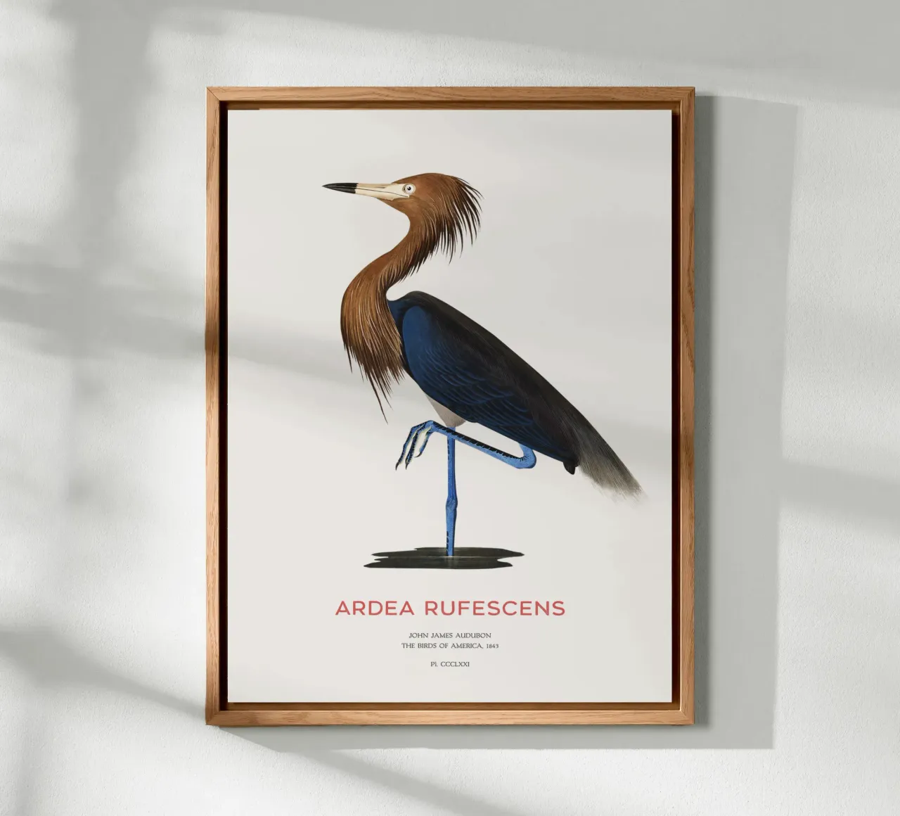 Airone rosso o Ardea rufescens alluminio dibond da Vintagrafica