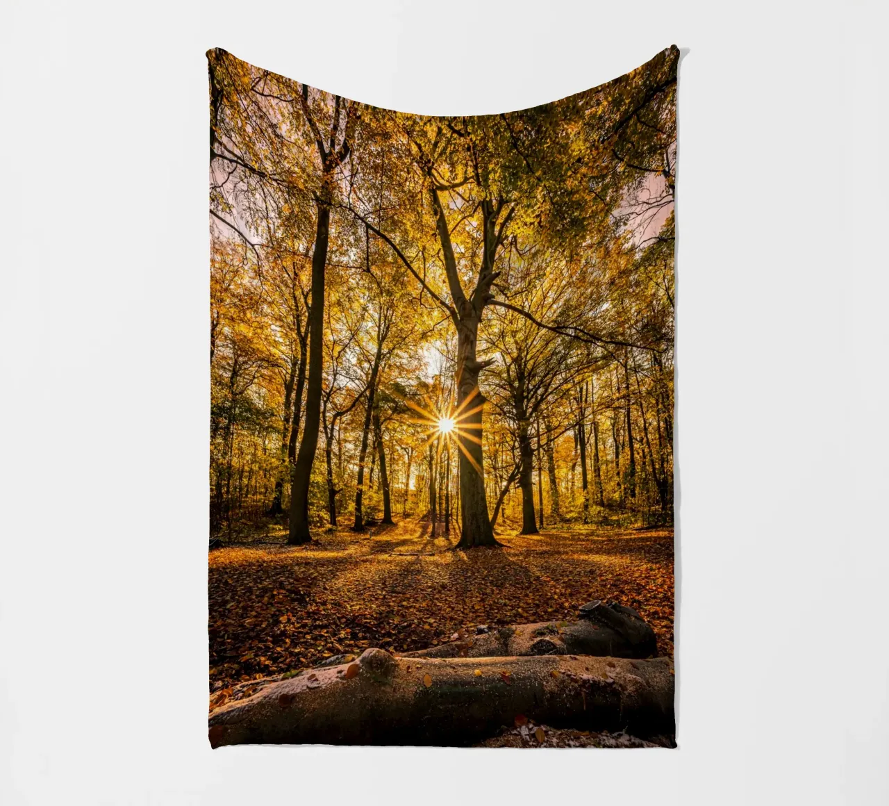 Stella del sole in una piccola foresta coperta in pile da Marcus Beckert | Fotografie